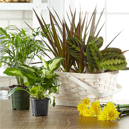 Florist Designed Blooming and Green Plants in a Basket – GARDEN GRACE FLORIST AND GIFTS, Warrenville SC